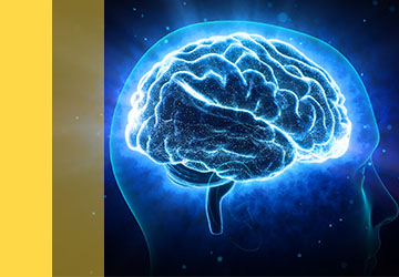Brain illustration